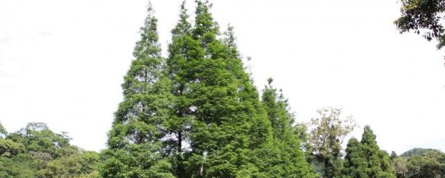 水杉简介(水杉简介英文)