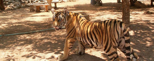 关于梦见被老虎追的意思(梦见被老虎追是怎么回事)