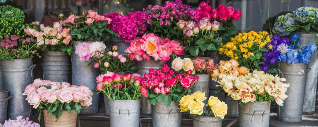 适合阳台养的花有哪些(比较适合阳台养的花)