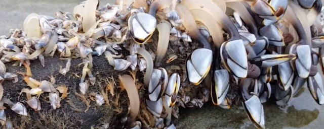 藤壶的天敌(藤壶的天敌是谁)