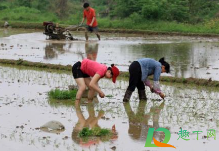 谷雨前后容易下雨吗(谷雨是要下雨吗) 谷雨前后容易下雨吗(谷雨是要下雨吗)