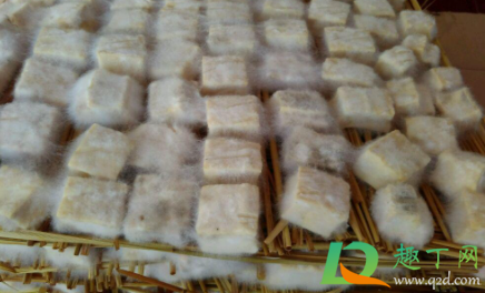 霉豆腐怎么发霉才会白色毛(霉豆腐白色的毛)