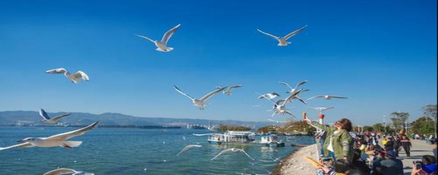 昆明游玩tips(昆明游玩的地方)