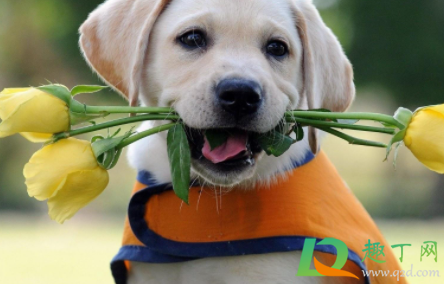 金毛皮肤病会不会传染人(金毛真菌性皮肤病会传染人吗) 金毛皮肤病会不会传染人(金毛真菌性皮肤病会传染人吗)