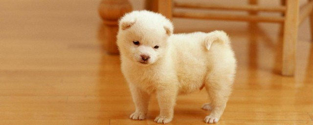 狗不能吃的东西有多少答案(狗狗所有不能吃的东西是什么)