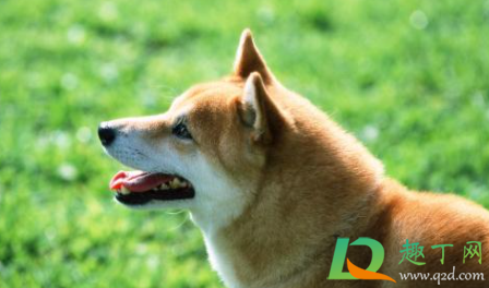 金毛皮肤病会不会传染人(金毛真菌性皮肤病会传染人吗) 金毛皮肤病会不会传染人(金毛真菌性皮肤病会传染人吗)