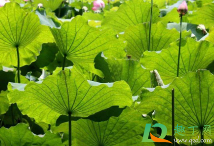 谷雨前后容易下雨吗(谷雨是要下雨吗) 谷雨前后容易下雨吗(谷雨是要下雨吗)