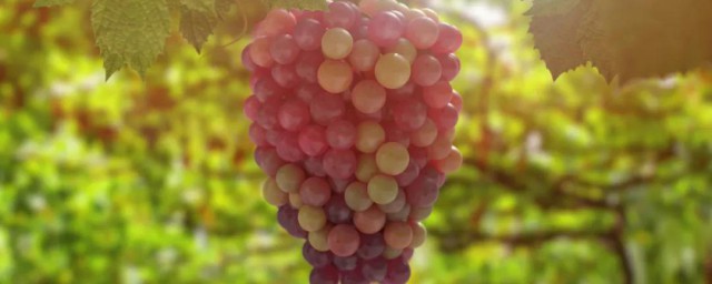 预防血栓抗衰老(血栓 保养)