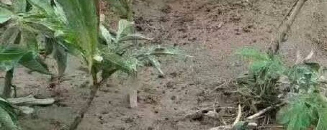 种植时间是什么时候(种植的季节是什么时候)