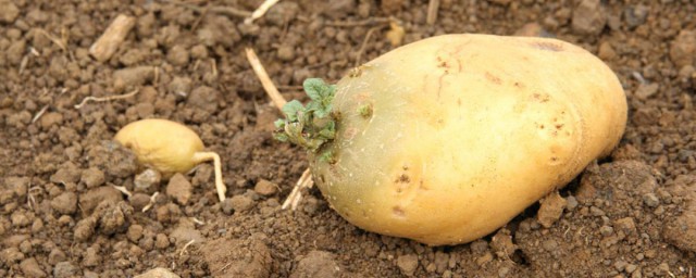 发芽的土豆最好不要吃(土豆发芽是不是不可以吃)