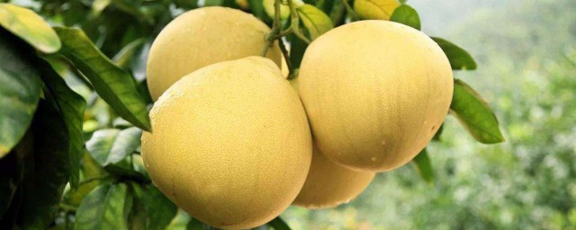 高血糖不妨多吃这些水果(高血糖不宜吃的水果)