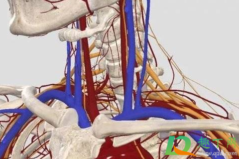 筋膜枪不能按摩哪里(筋膜枪可以按摩哪里) 筋膜枪不能按摩哪里(筋膜枪可以按摩哪里)