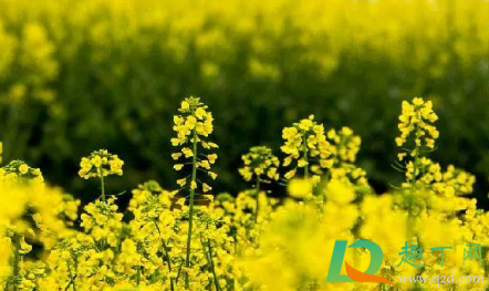 2021清明节天气还冷吗(2020年清明节天气冷吗) 2021清明节天气还冷吗(2020年清明节天气冷吗)