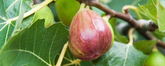 两大点为你解惑