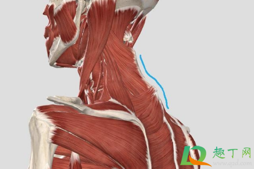筋膜枪不能按摩哪里(筋膜枪可以按摩哪里) 筋膜枪不能按摩哪里(筋膜枪可以按摩哪里)