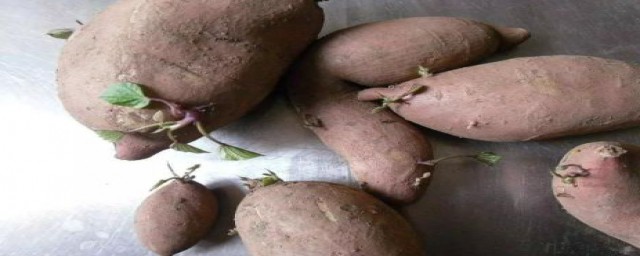 发芽的红薯可以吃吗(发芽的红薯可以吃吗提高人们的)