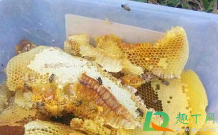 蜂巢熬水治好了鼻炎怎么服用(蜂巢治好了鼻炎用法)