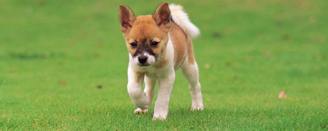 宠物能带上公交车吗(可以带宠物上公交车嘛)