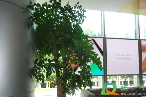 发财树水培的根全部放在水里面吗(发财树可以水培生根吗)