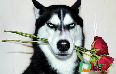 微信状态视频二哈怎么设置(微信状态视频二哈视频)