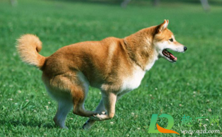 金毛皮肤病会不会传染人(金毛真菌性皮肤病会传染人吗) 金毛皮肤病会不会传染人(金毛真菌性皮肤病会传染人吗)