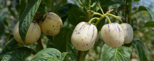 有6大好处(有哪些好处有哪些坏处)