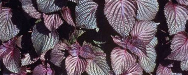 紫苏的种植方法和时间(紫苏种植时间是几月份?怎样种紫苏?)