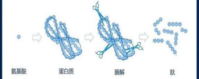 胶原蛋白的好处(女人补充胶原蛋白的好处)