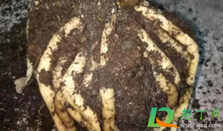 鲜花养护可以用84消毒液吗(84消毒液可以做鲜花保鲜剂吗) 鲜花养护可以用84消毒液吗(84消毒液可以做鲜花保鲜剂吗)