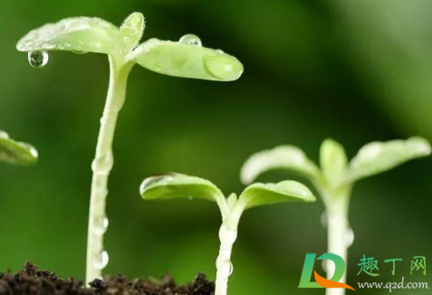 2021清明节天气还冷吗(2020年清明节天气冷吗) 2021清明节天气还冷吗(2020年清明节天气冷吗)