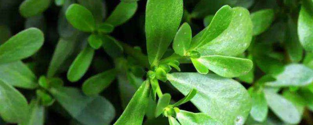 马齿苋的吃法(马齿苋的吃法与做法蒸着吃)