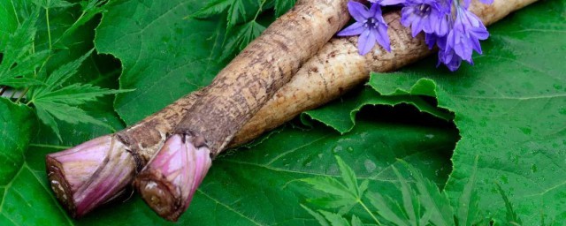 不适宜喝牛蒡茶的人群(牛蒡茶适应哪些人群喝)