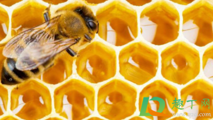 蜂巢酒喝了怎么会痒长疙瘩(蜂蛹泡酒喝了身上痒) 蜂巢酒喝了怎么会痒长疙瘩(蜂蛹泡酒喝了身上痒)