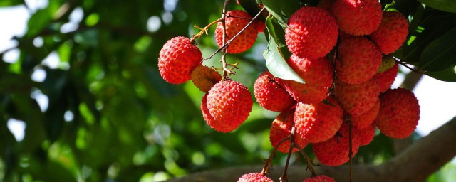 如何选择食疗止泻(止泻食疗方)