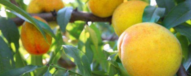 吃黄桃的注意事项(黄桃的禁忌和食用方法)