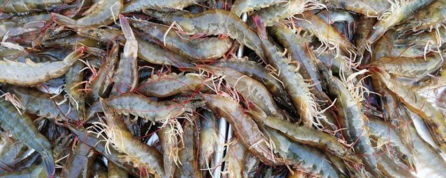 不可以携带活海鲜(乘飞机可以带活海鲜吗)