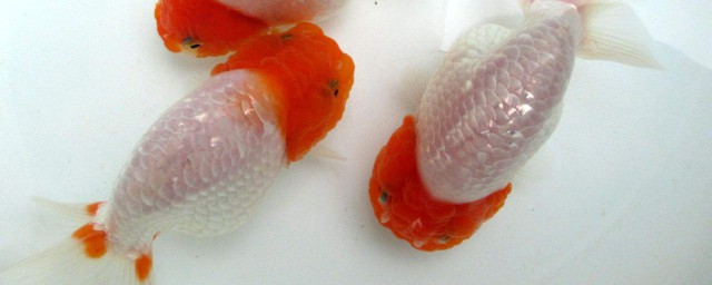 教你5招挑选兰寿(小兰寿怎么挑选)