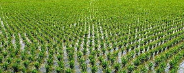 农村生活污水处理的方法(农村家庭污水处理方法)