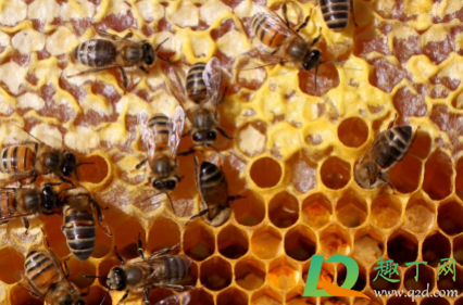 蜂巢熬水治好了鼻炎怎么服用(蜂巢治好了鼻炎用法)