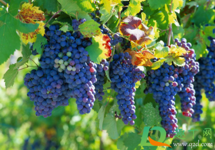 狗吃葡萄会死掉吗(狗狗吃了葡萄会死吗?)