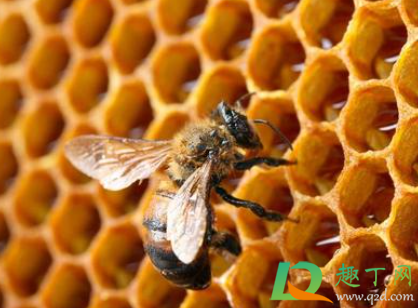 蜂巢酒喝了怎么会痒长疙瘩(蜂蛹泡酒喝了身上痒) 蜂巢酒喝了怎么会痒长疙瘩(蜂蛹泡酒喝了身上痒)