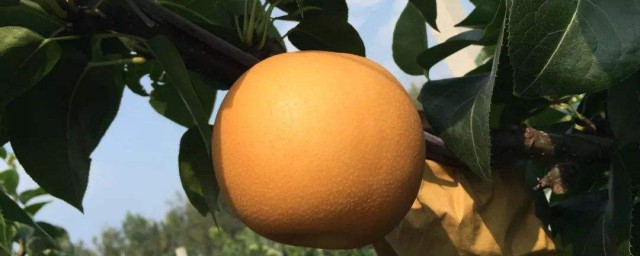 这些水果很有用(你知道哪些水果可以)