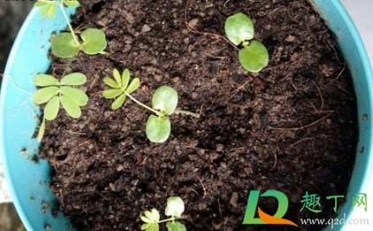 鲜花养护可以用84消毒液吗(84消毒液可以做鲜花保鲜剂吗) 鲜花养护可以用84消毒液吗(84消毒液可以做鲜花保鲜剂吗)