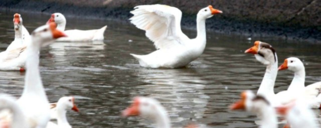 养鹅的市场前景如何(养哪种鹅市场前景好)