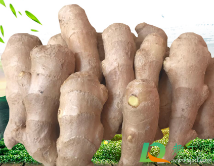 生姜敷膝盖会灼伤吗(生姜敷膝盖需要加热生姜吗)