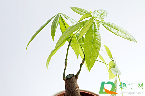 发财树水培的根全部放在水里面吗(发财树可以水培生根吗) 发财树水培的根全部放在水里面吗(发财树可以水培生根吗)