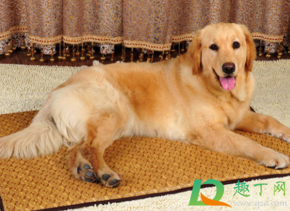 狗吃葡萄会死掉吗(狗狗吃了葡萄会死吗?)