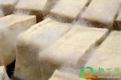 霉豆腐怎么发霉才会白色毛(霉豆腐白色的毛) 霉豆腐怎么发霉才会白色毛(霉豆腐白色的毛)