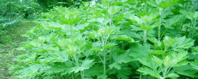 艾叶的好处(家中熏艾叶的好处)