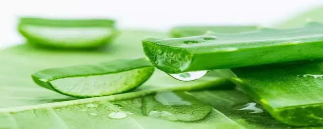 芦荟胶的好处(厚涂芦荟胶的好处)